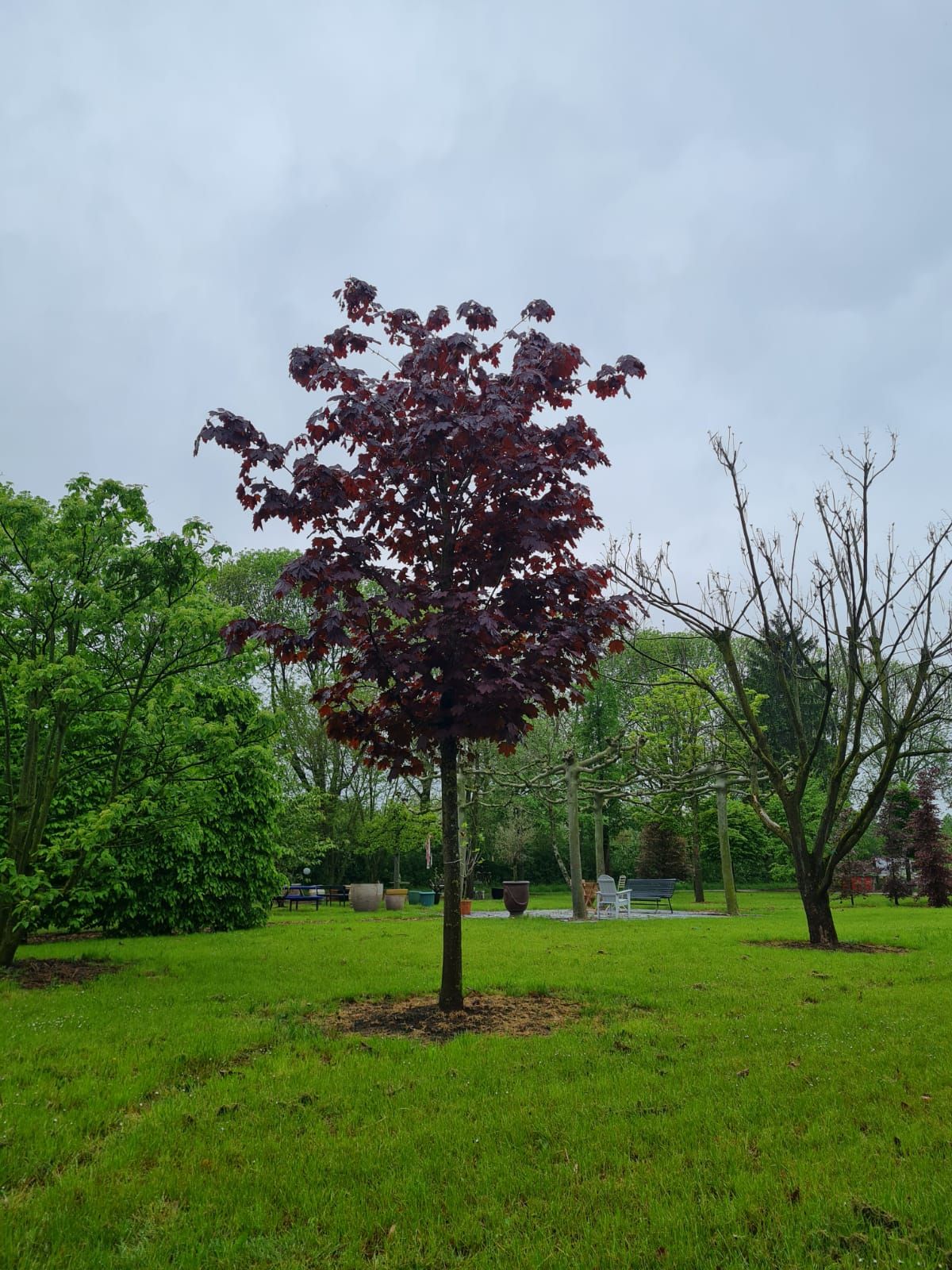 Rode Noorse esdoorn | Hoogstam