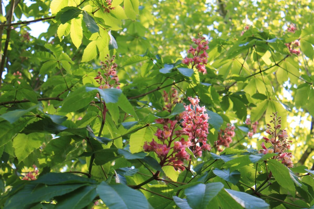 Rode paardenkastanje | Hoogstam