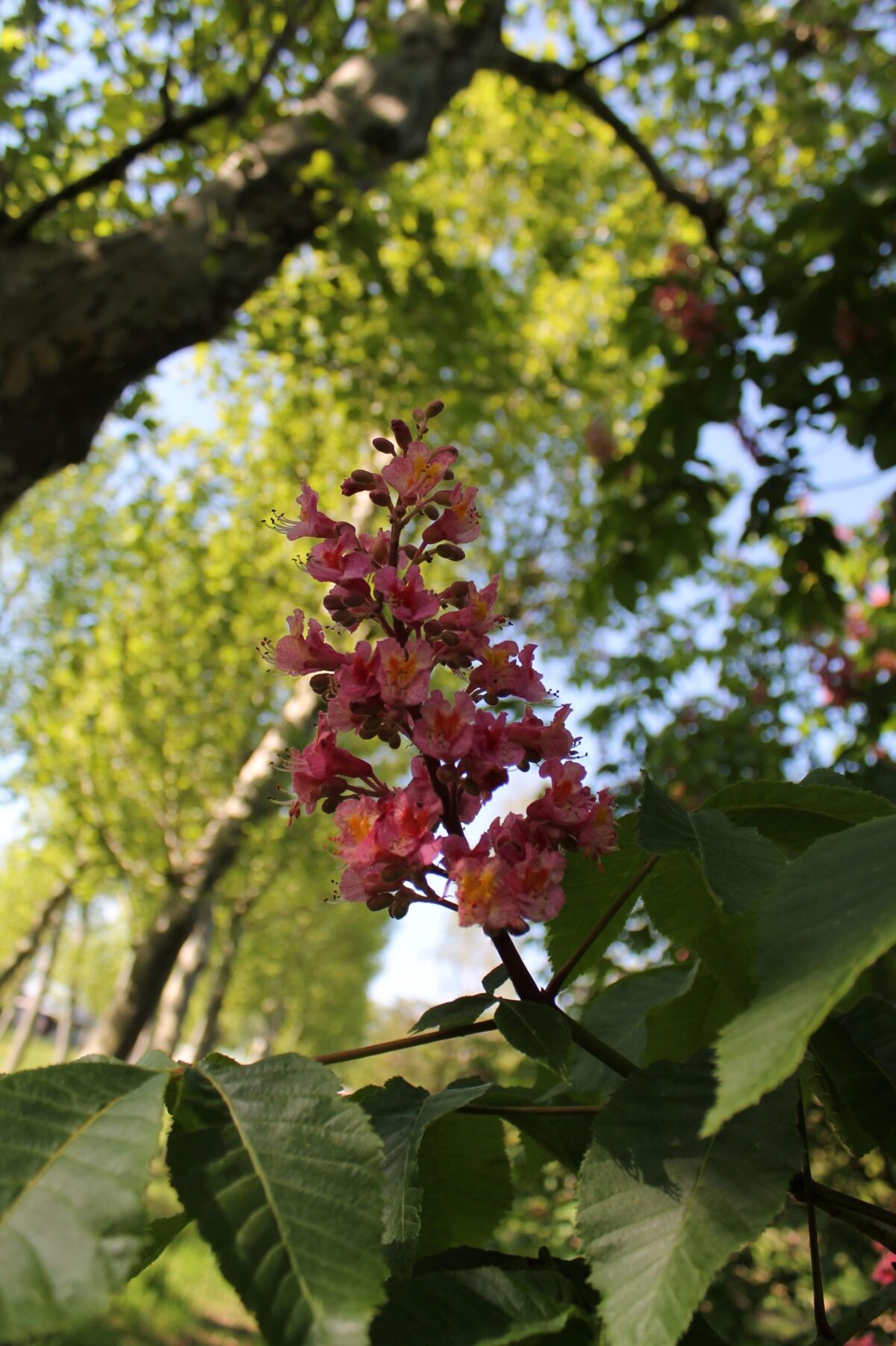 Rode paardenkastanje | Hoogstam