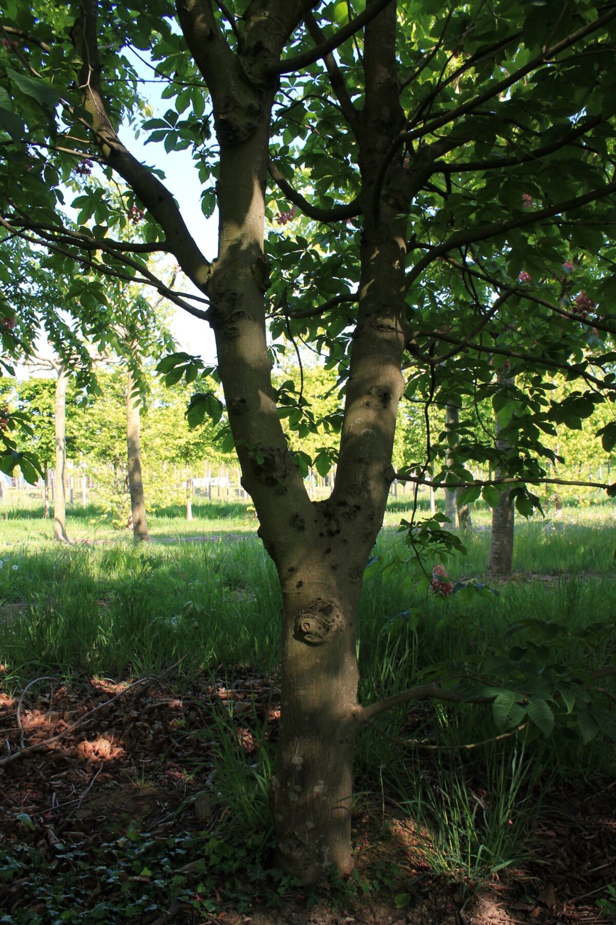 Rode paardenkastanje | Hoogstam