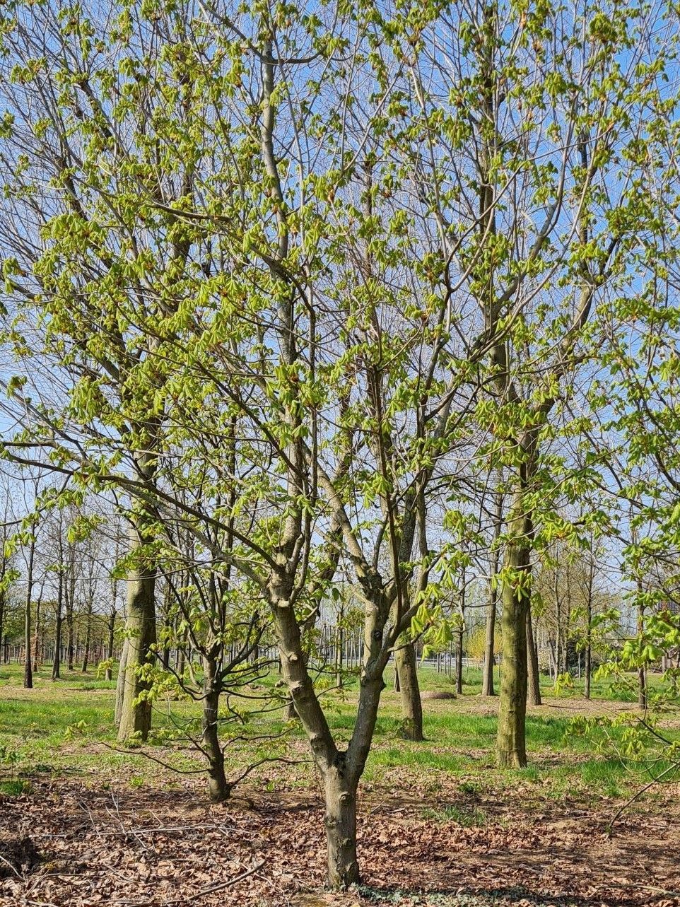 Rode paardenkastanje | Hoogstam