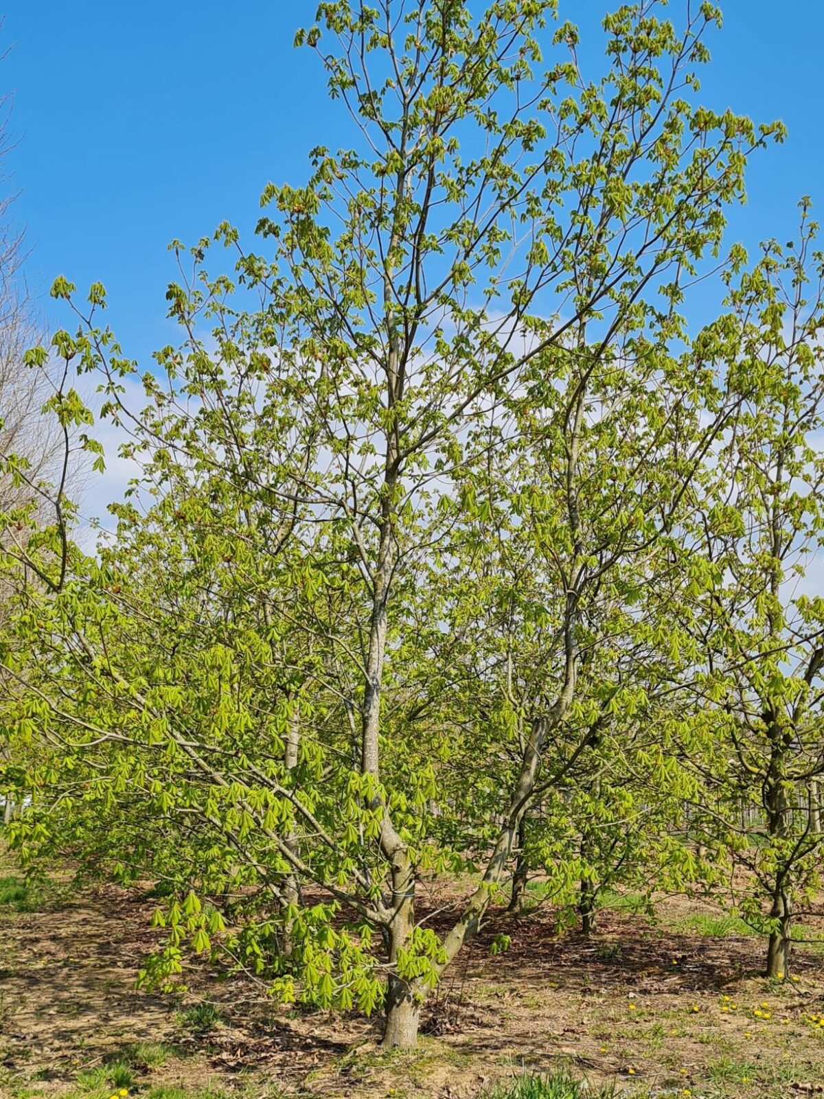 Rode paardenkastanje | Hoogstam