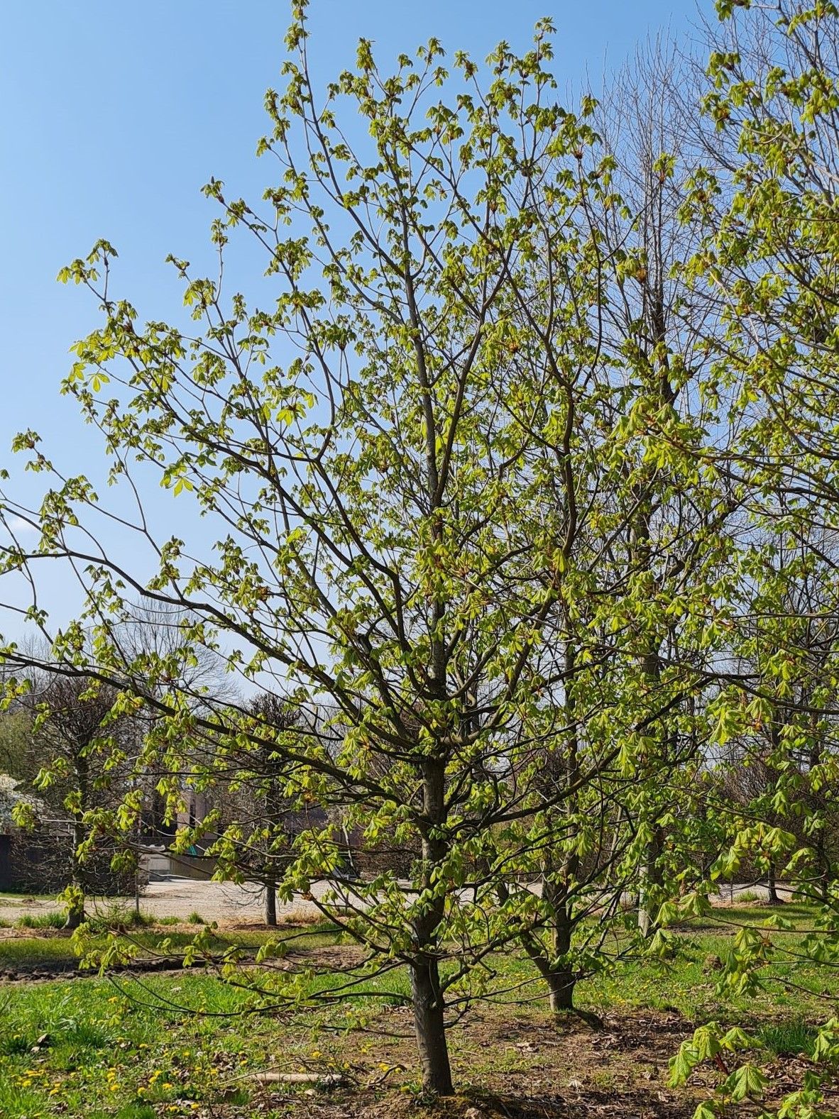 Rode paardenkastanje | Hoogstam