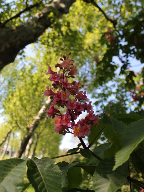 Rode paardenkastanje | Hoogstam