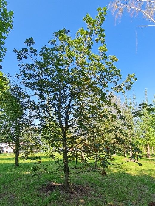 Rode paardenkastanje | Hoogstam