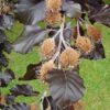 Rode zuilbeuk 'Dawyck Purple' | Laagstam
