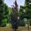 Rode zuilbeuk 'Dawyck Purple' | Laagstam