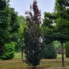 Rode zuilbeuk 'Dawyck Purple' | Laagstam