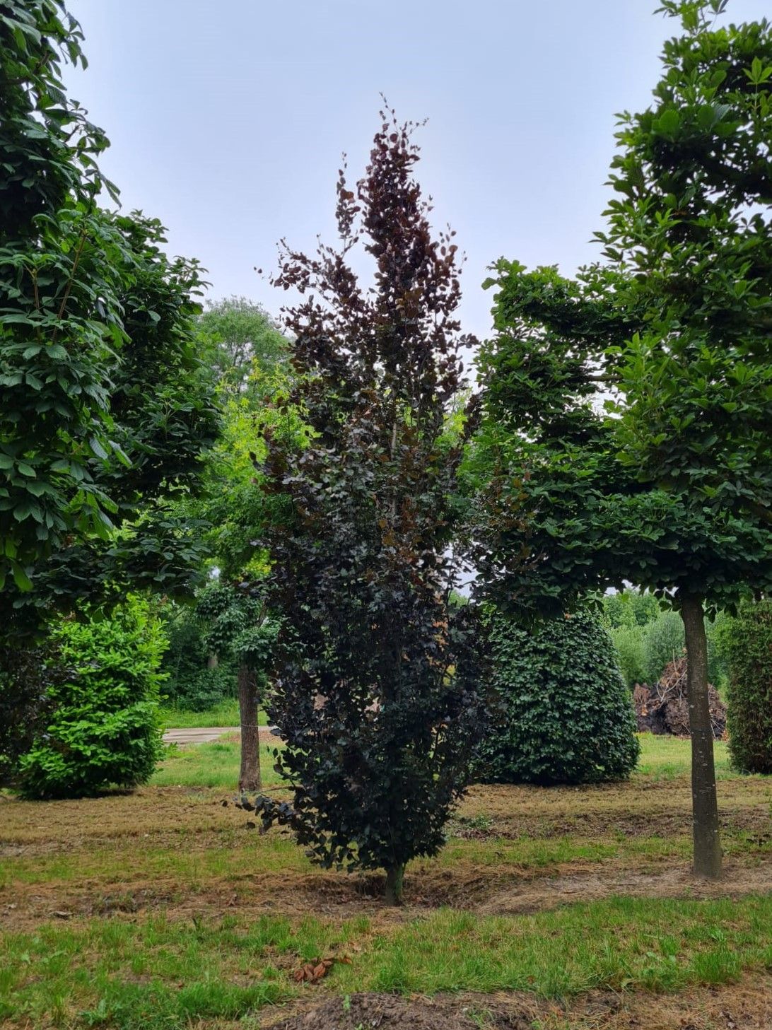 Rode zuilbeuk 'Dawyck Purple' | Laagstam