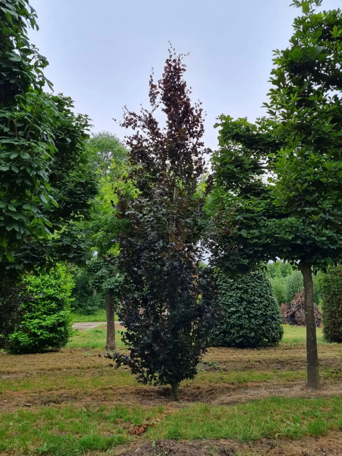 Rode zuilbeuk 'Dawyck Purple' | Laagstam