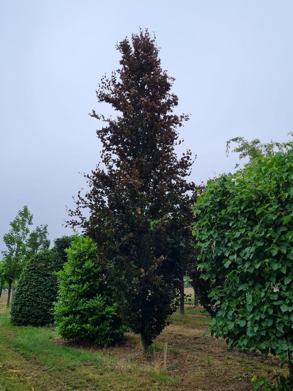 Rode zuilbeuk 'Dawyck Purple' | Laagstam