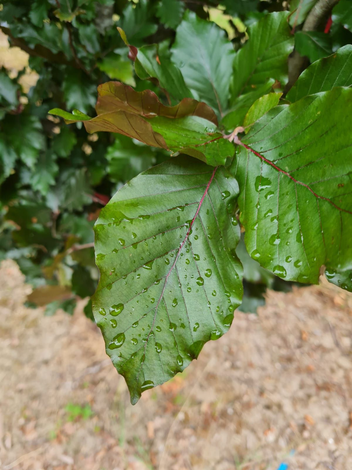 Rode zuilbeuk 'Dawyck Purple' | Laagstam