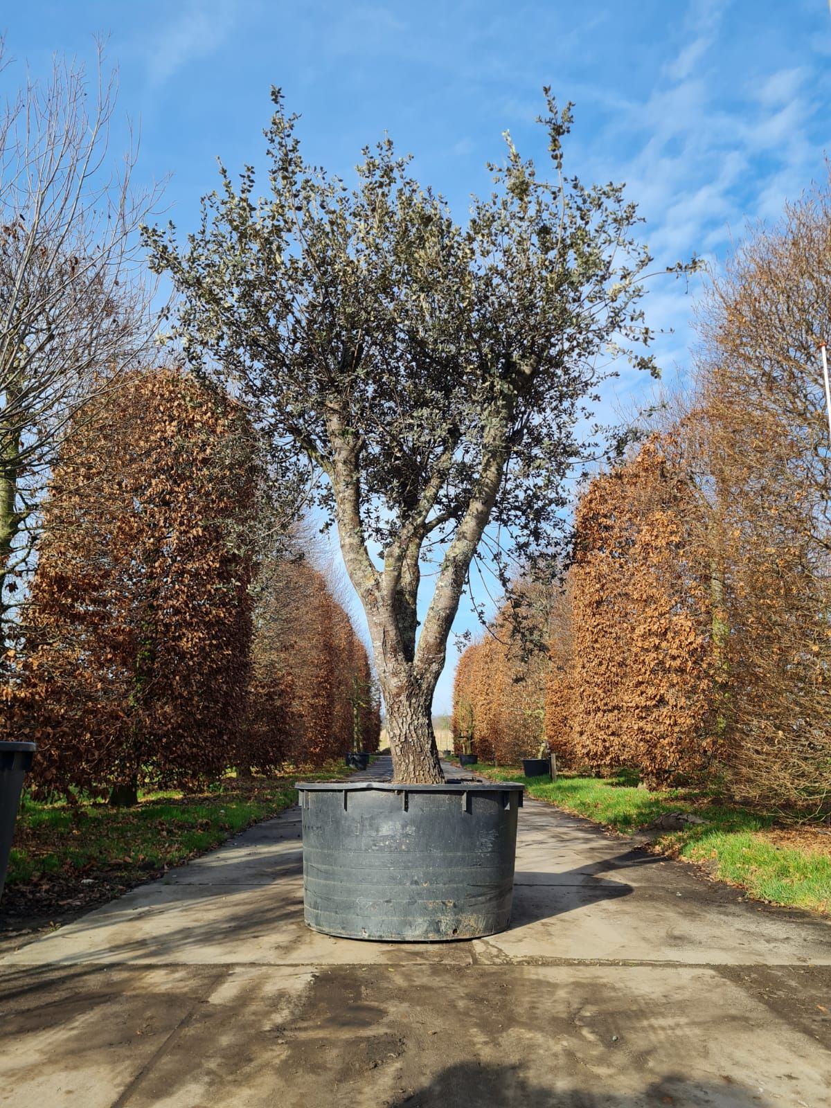 Rondbladige steeneik | Karakterboom