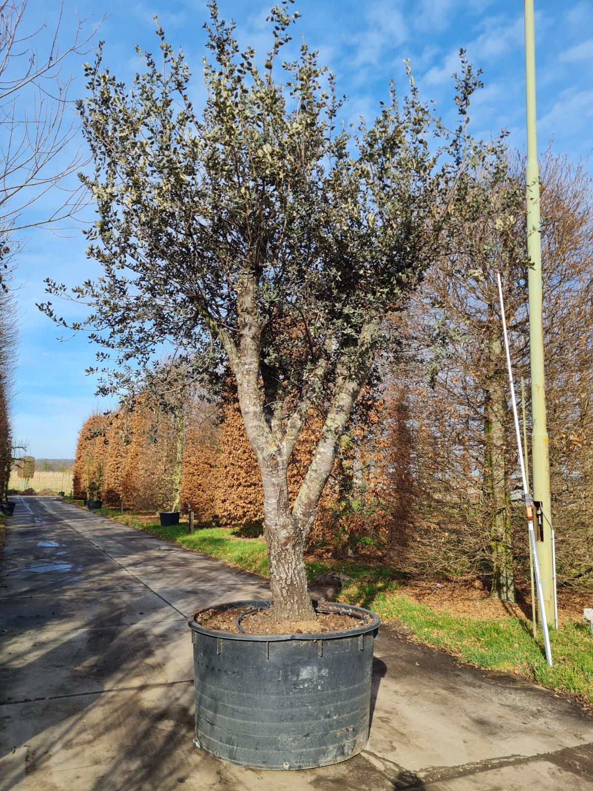 Rondbladige steeneik | Karakterboom