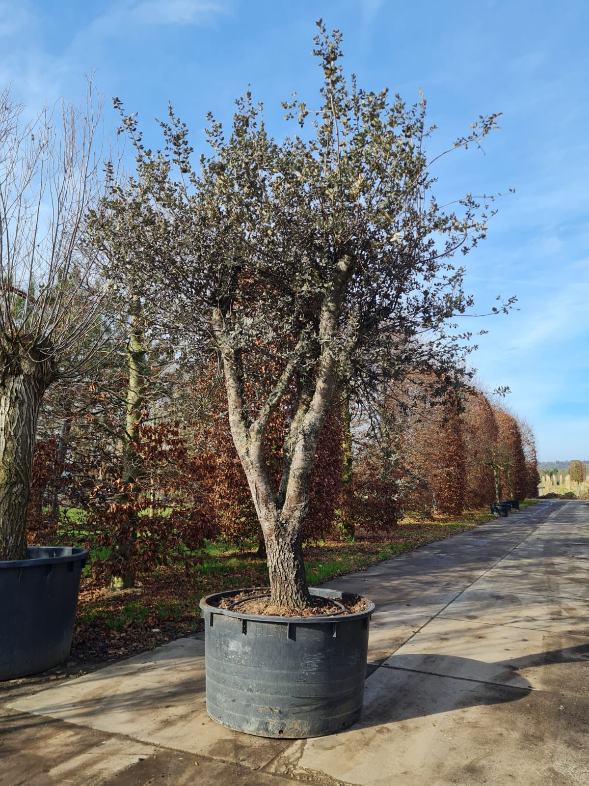 Rondbladige steeneik | Karakterboom
