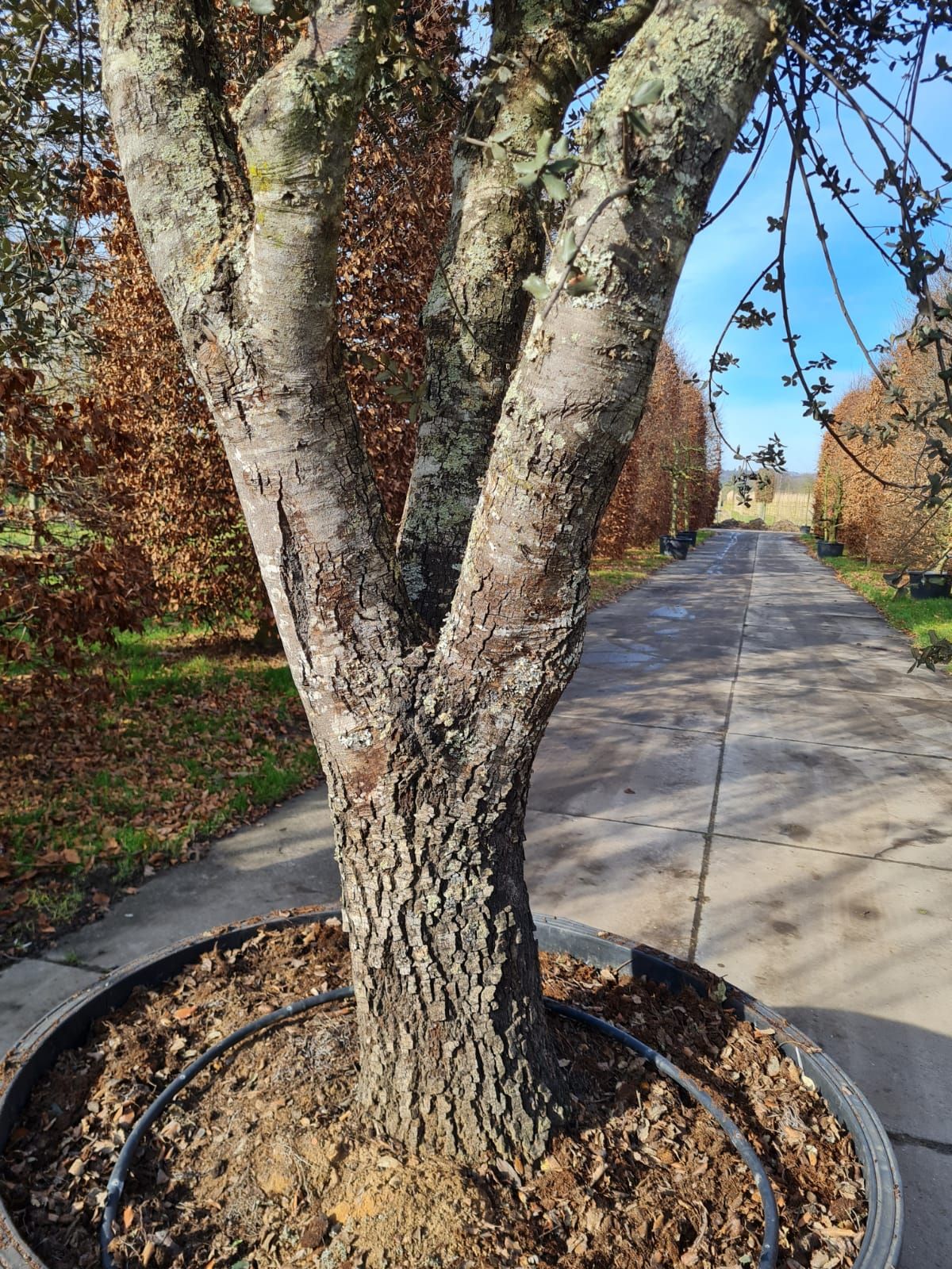 Rondbladige steeneik | Karakterboom