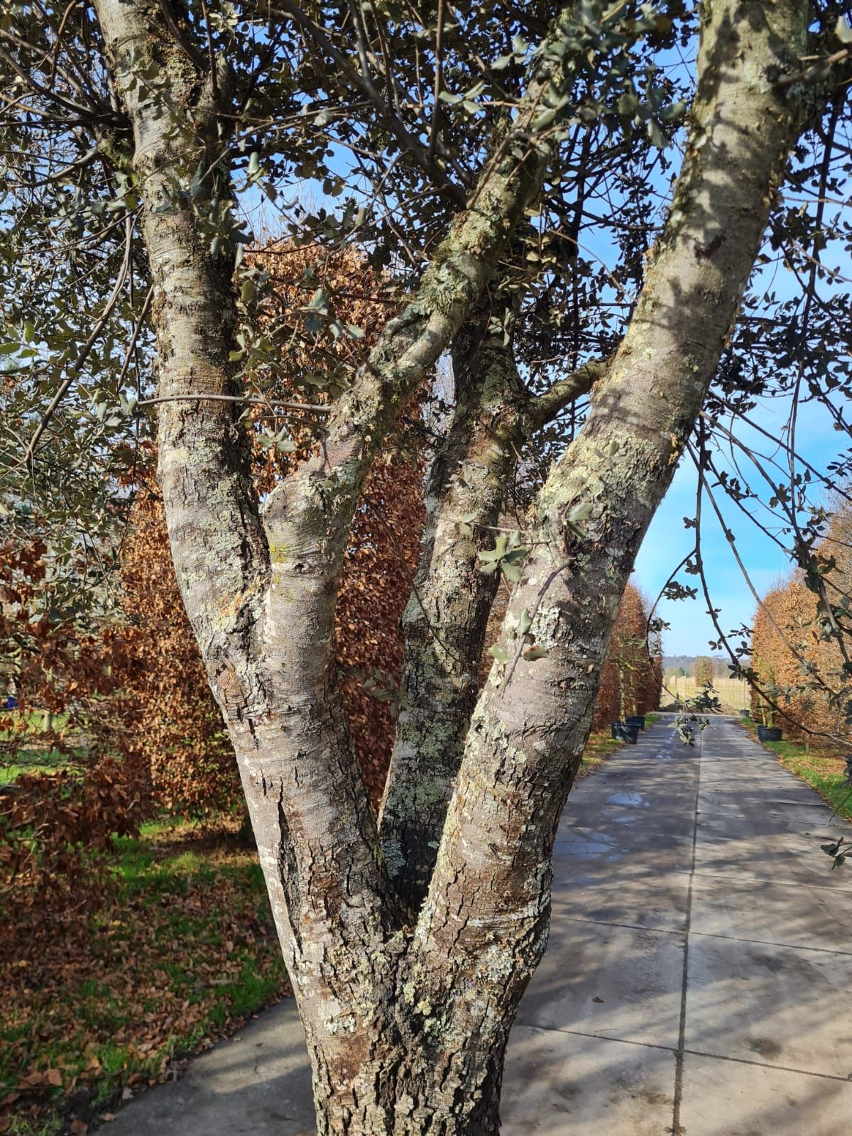 Rondbladige steeneik | Karakterboom