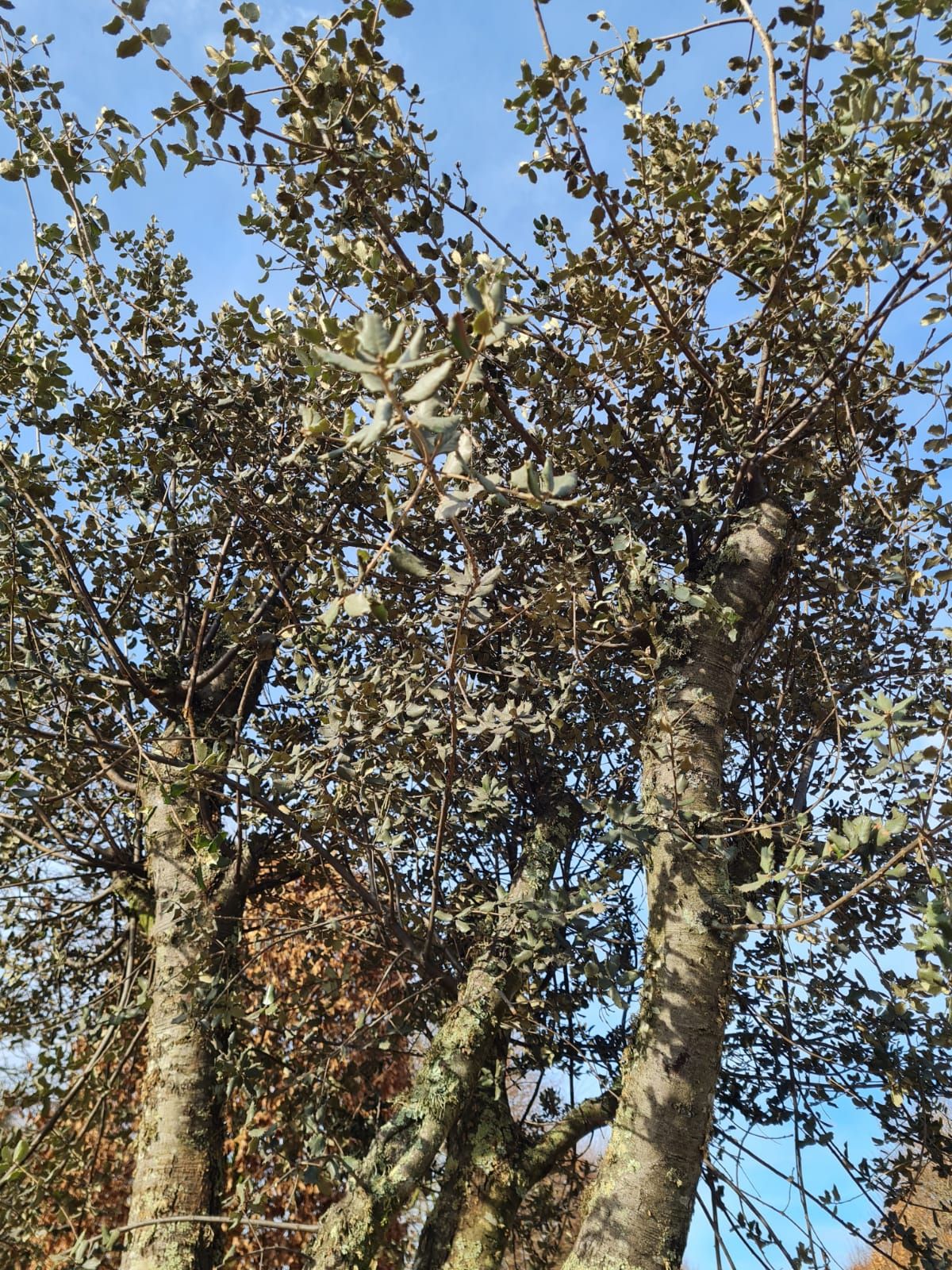 Rondbladige steeneik | Karakterboom