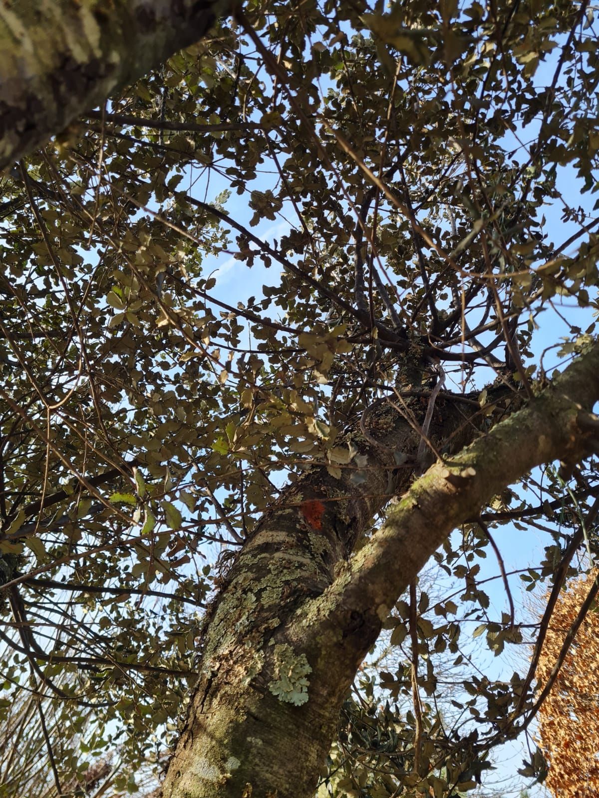 Rondbladige steeneik | Karakterboom