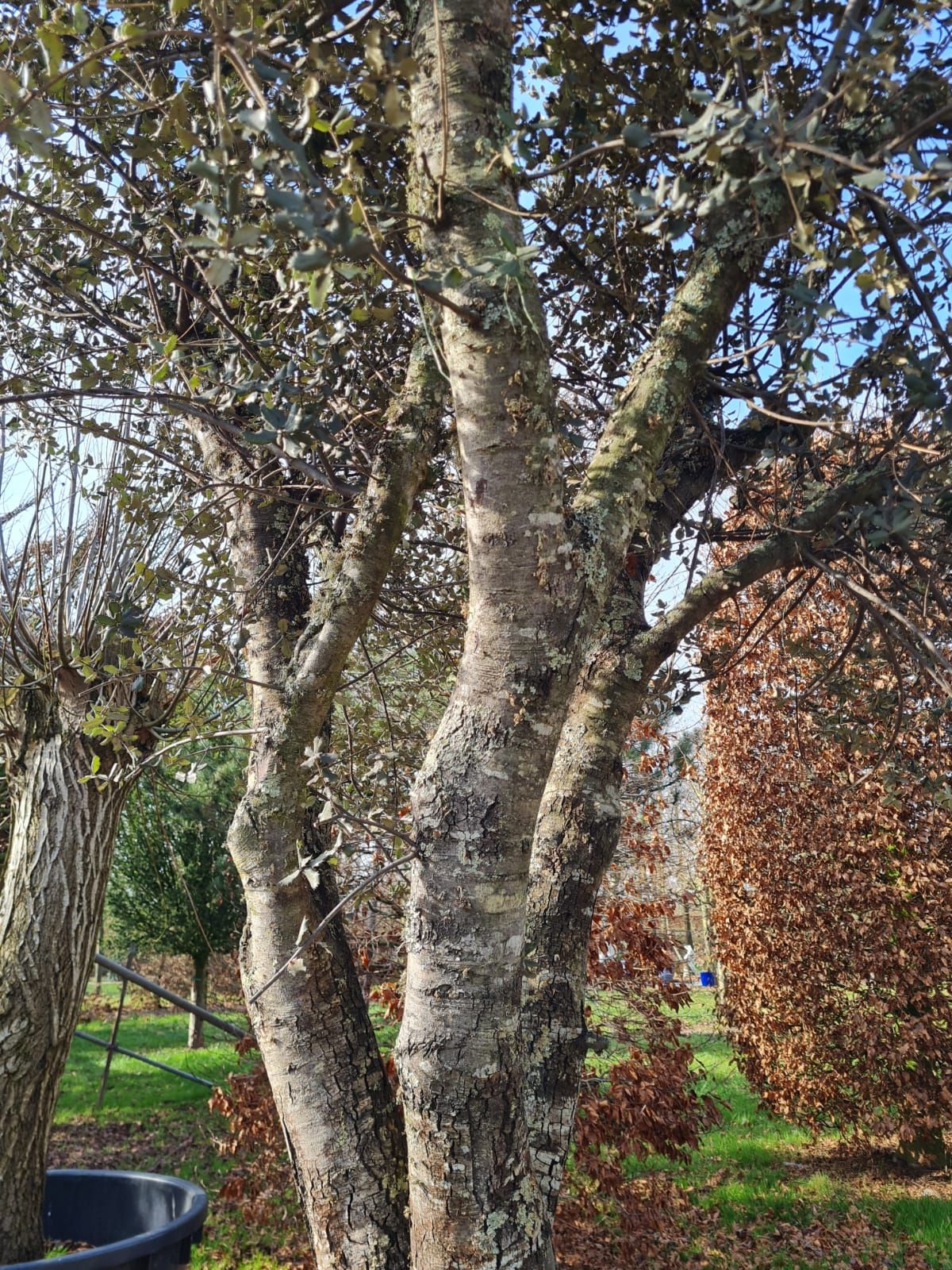 Rondbladige steeneik | Karakterboom