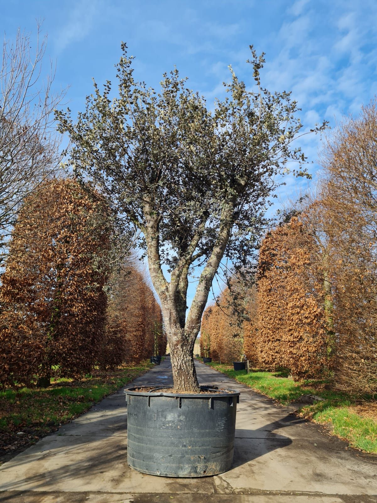 Rondbladige steeneik | Karakterboom