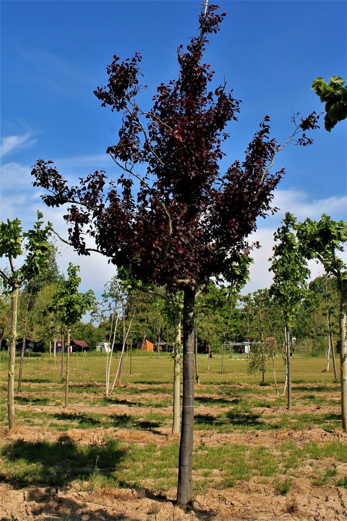 Rode kerspruim | Hoogstam