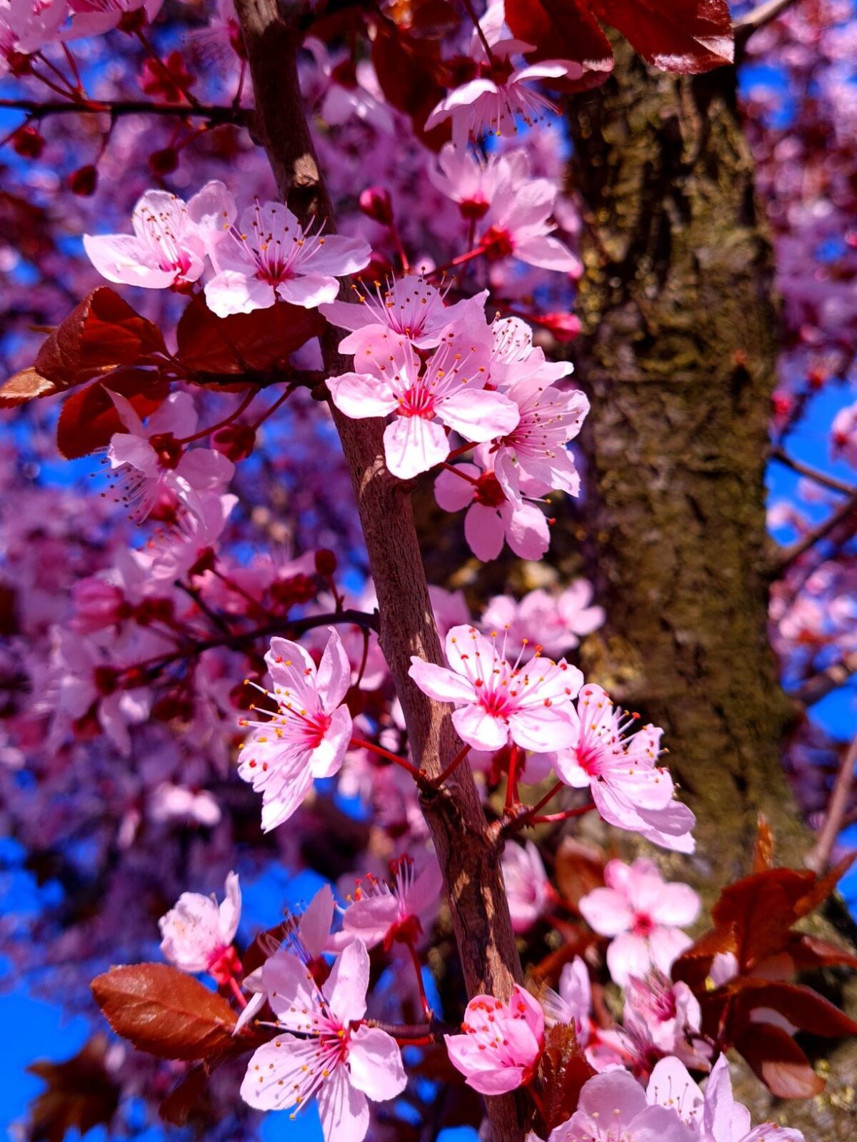 Rode kerspruim | Hoogstam