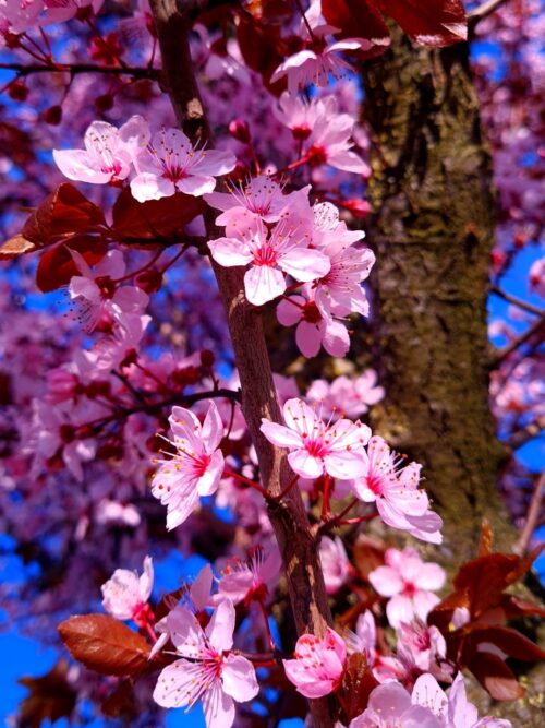 Appelboom 'James Grieve' | Halfstam