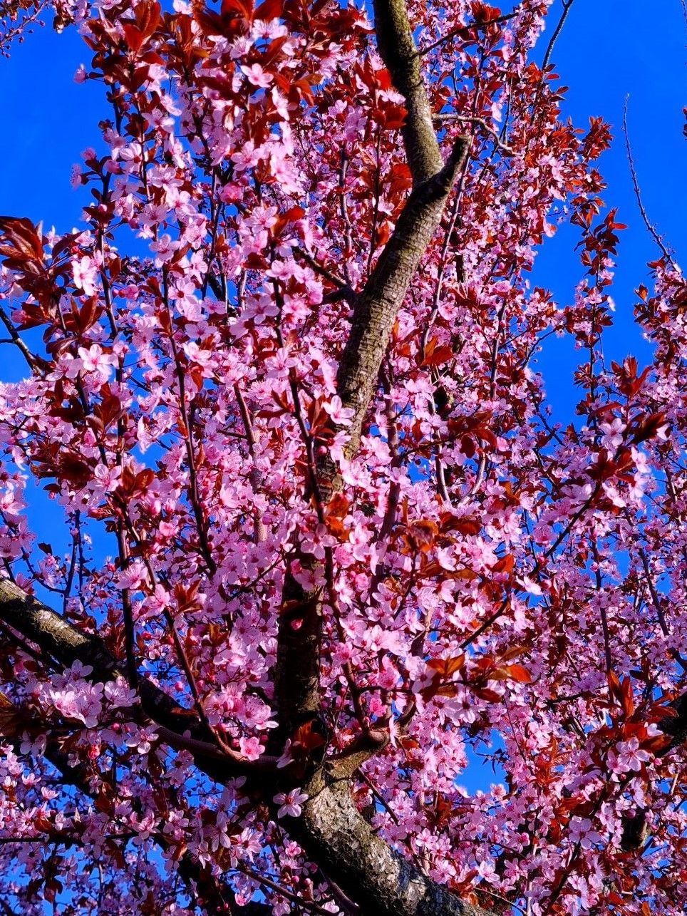 Rode kerspruim | Hoogstam