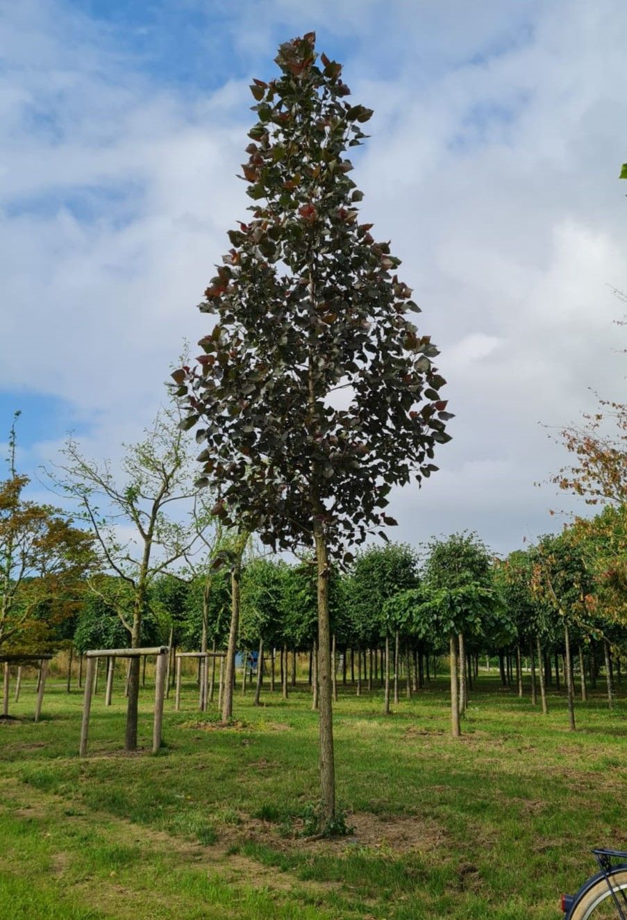 Roodbladige populier | Hoogstam