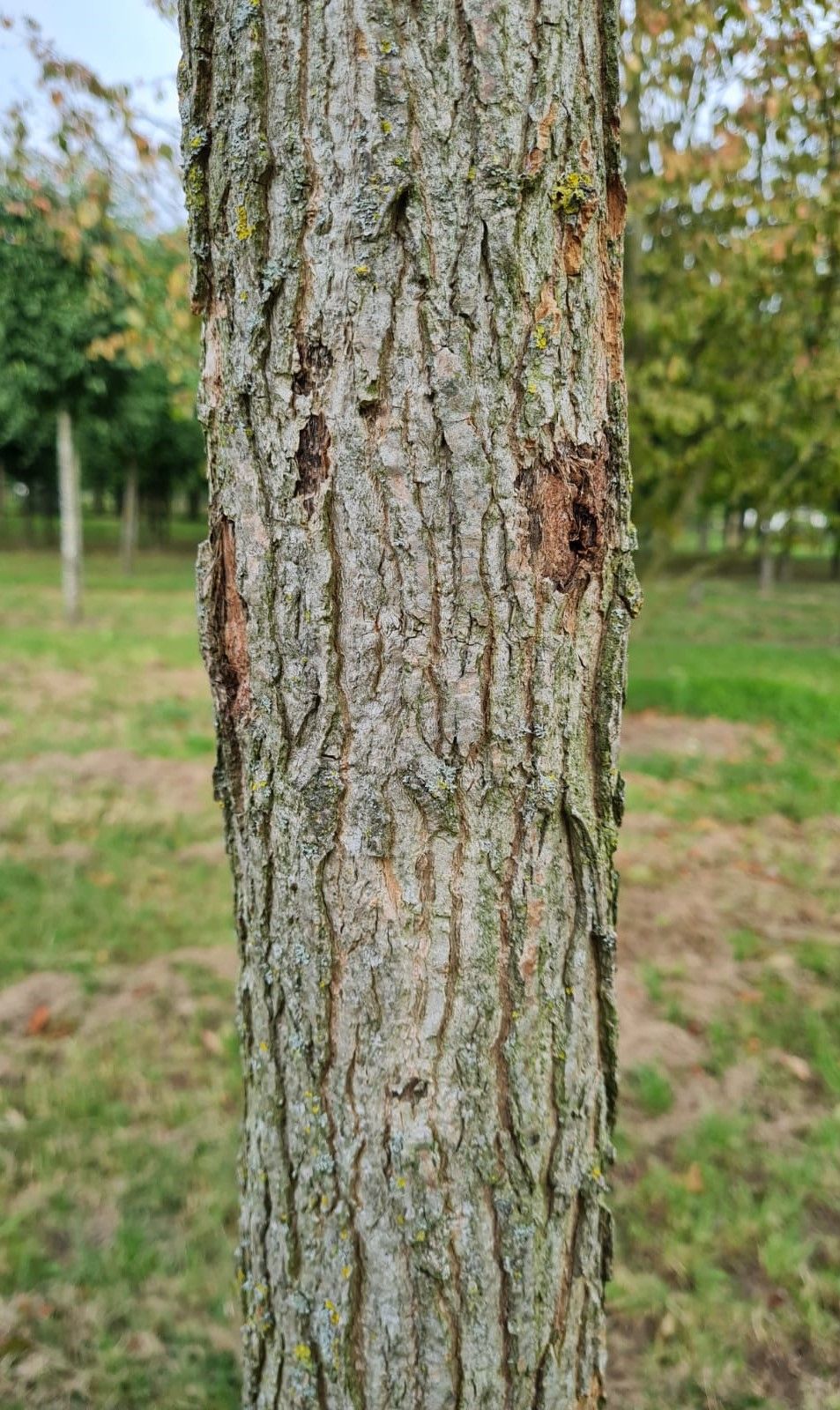 Roodbladige populier | Hoogstam