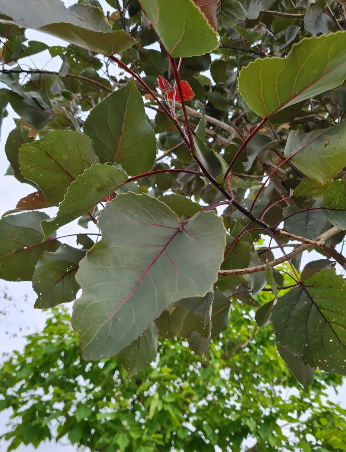 Roodbladige populier | Hoogstam