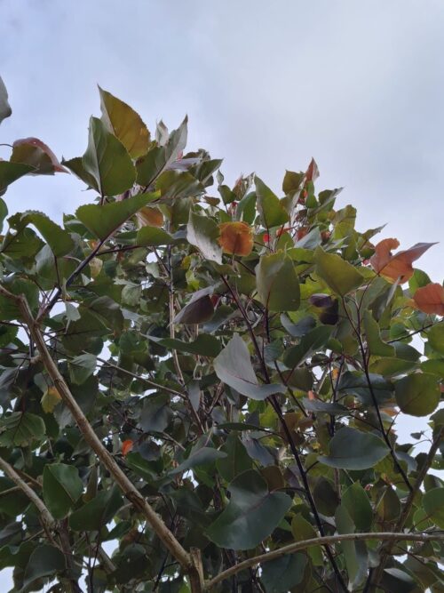 Roodbladige populier | Hoogstam