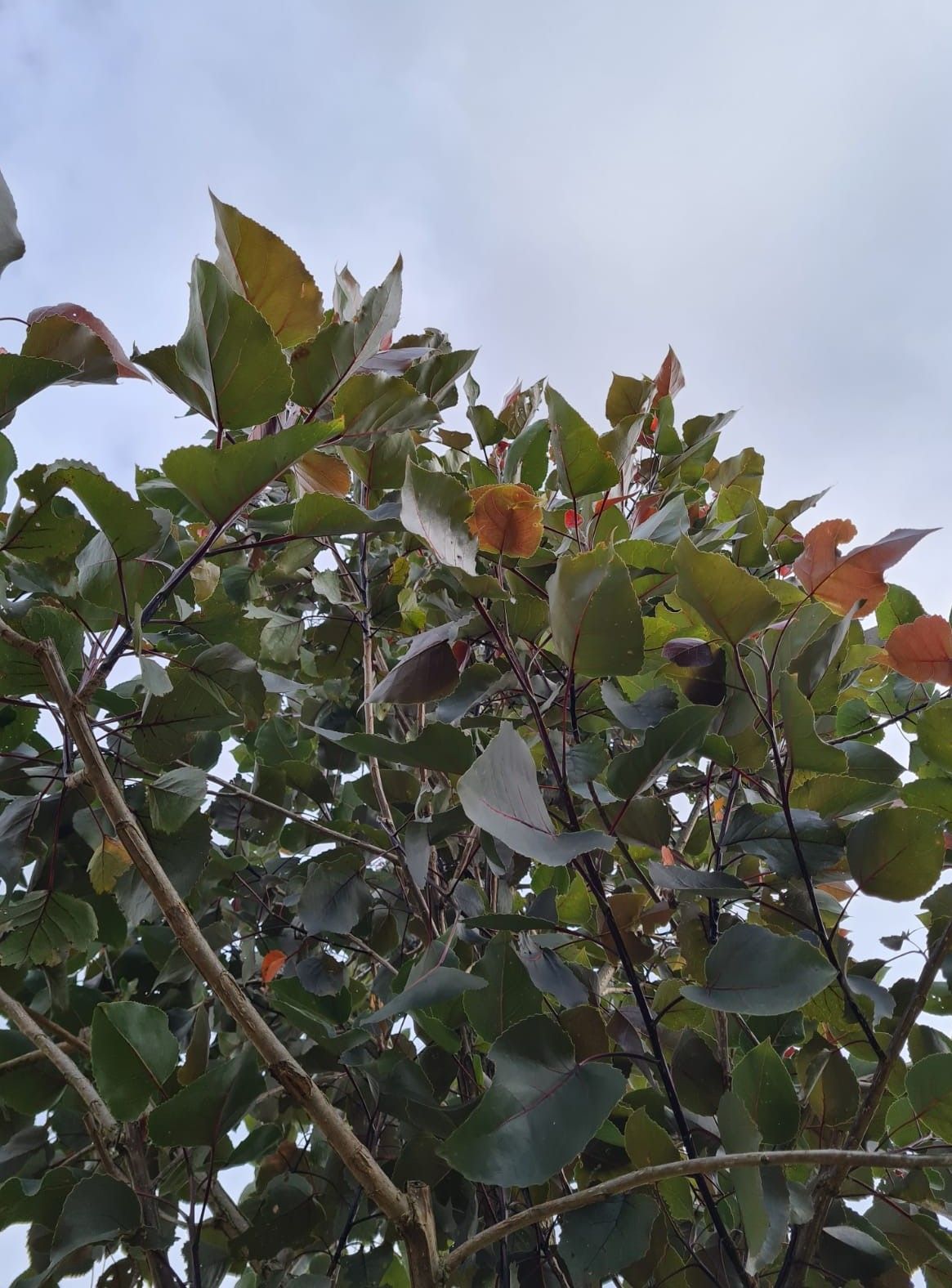 Roodbladige populier | Hoogstam