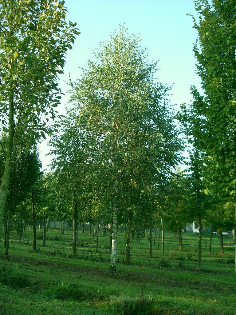 Ruwe berk | Hoogstam