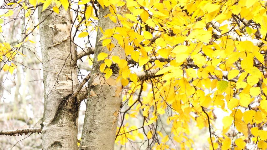 Ruwe berk | Hoogstam