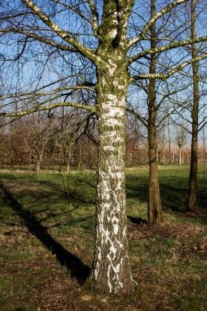 Noorse Esdoorn 'Eurostar' | Hoogstam