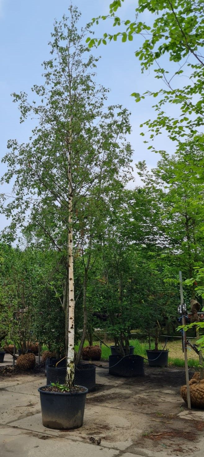 Ruwe berk | Hoogstam