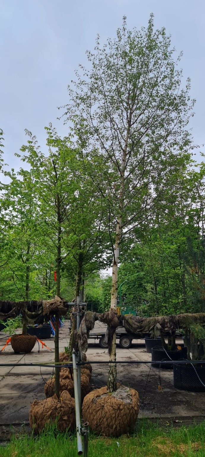 Ruwe berk | Hoogstam