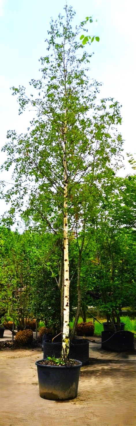 Ruwe berk | Hoogstam