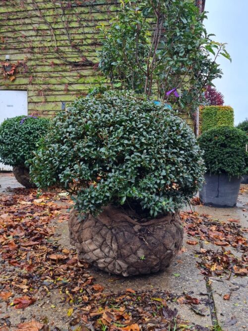 Schijnhulst | Bolvorm