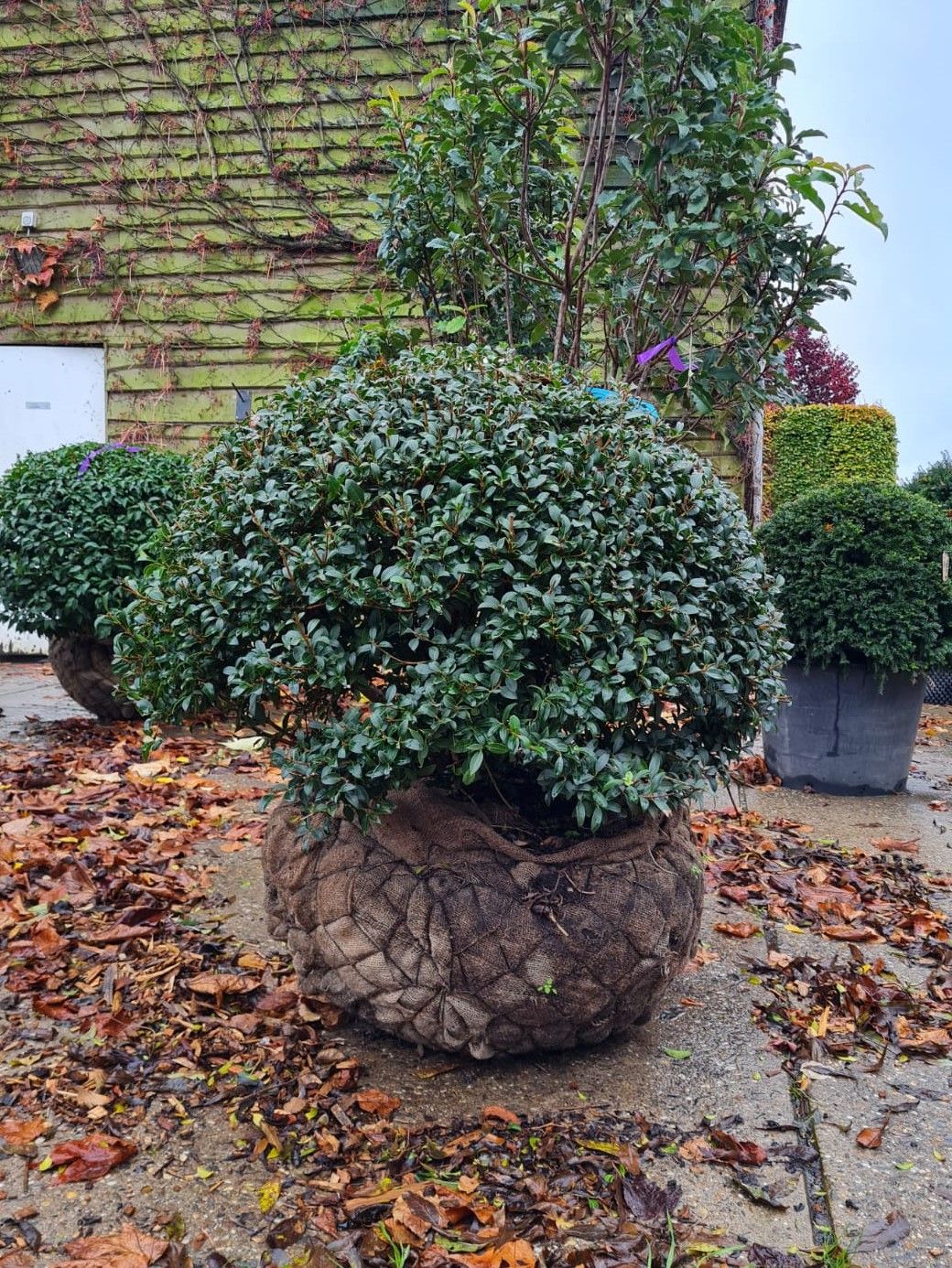 Schijnhulst | Bolvorm