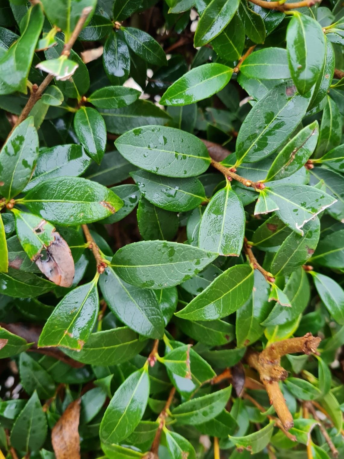 Schijnhulst | Bolvorm