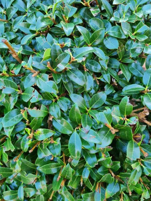 Schijnhulst | Bolvorm