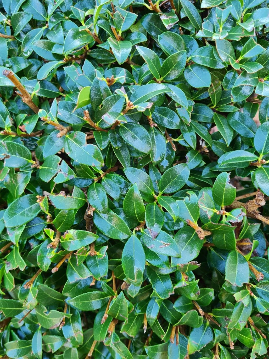 Schijnhulst | Bolvorm