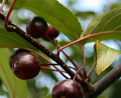 Sierappel 'Liset' | Hoogstam