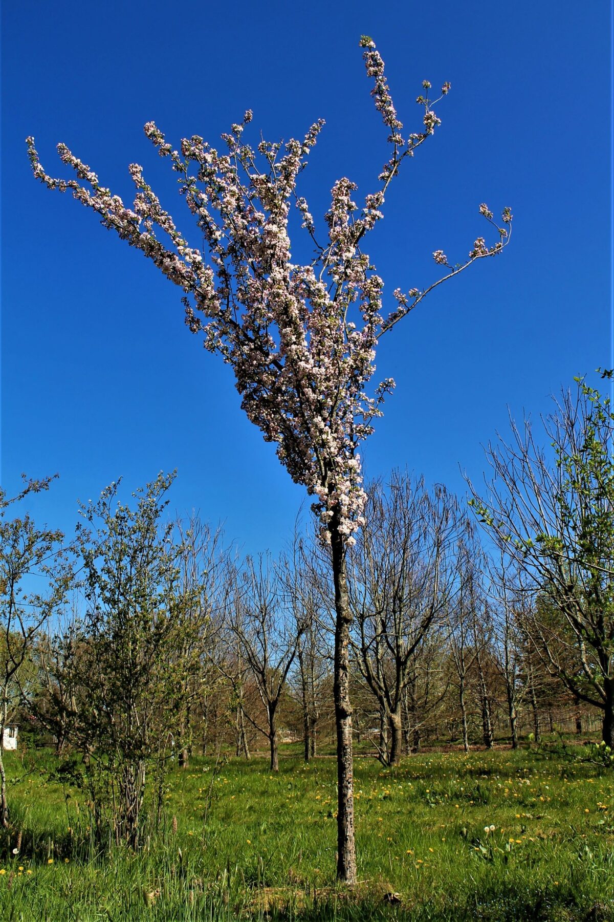 Sierappel 'Liset' | Hoogstam