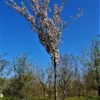 Sierappel 'Liset' | Hoogstam
