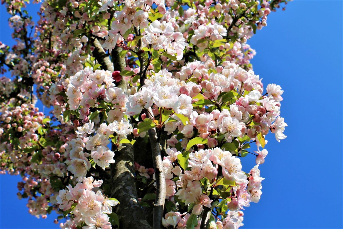 Sierappel 'Liset' | Hoogstam