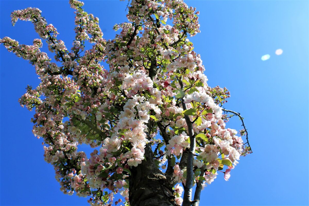 Sierappel 'Liset' | Hoogstam